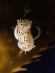 Polycera atra
