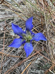 Gentiana autumnalis