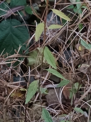 Epilobium adenocaulon
