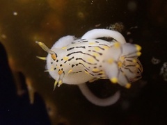 Polycera atra