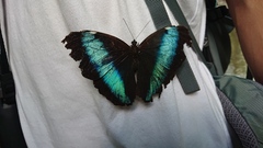 Morpho