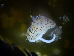 Polycera atra
