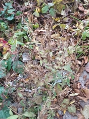 Epilobium adenocaulon