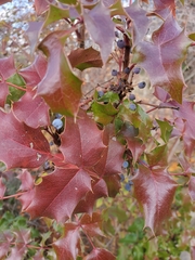 Berberis aquifolium