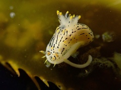 Polycera atra