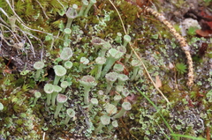 Cladonia verticillata