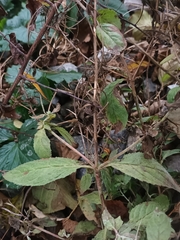 Epilobium adenocaulon