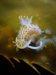 Polycera atra