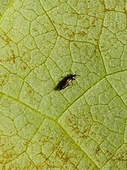 Thripidae