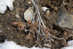 Dracophyllum recurvum