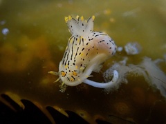 Polycera atra