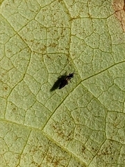 Thripidae