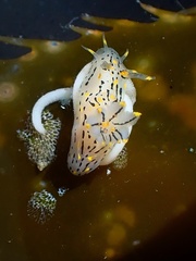 Polycera atra