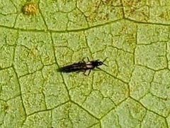 Thripidae