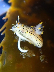 Polycera atra