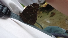 Morpho
