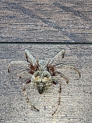 Araneus saevus