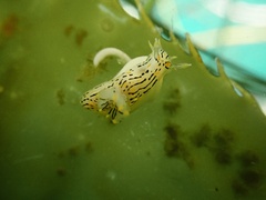 Polycera atra