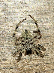 Araneus saevus