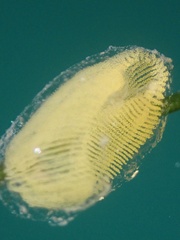 Haminoea