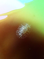 Corambe steinbergae