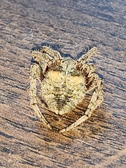 Araneus saevus