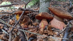 Neoboletus erythropus