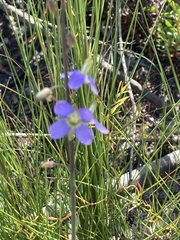 Heliophila linearis linearifolia
