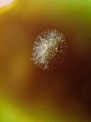 Corambe steinbergae
