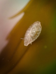 Corambe steinbergae