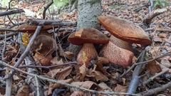 Neoboletus erythropus
