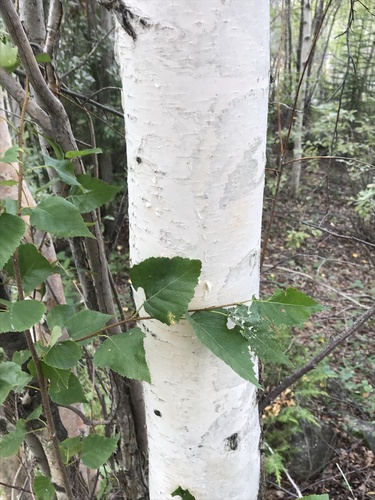 Alaska Paper Birch