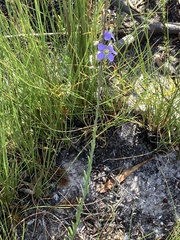 Heliophila linearis linearifolia