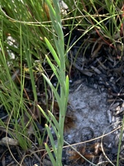 Heliophila linearis linearifolia