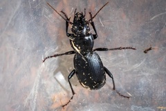 Pterostichus lama