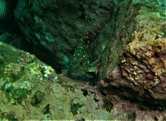 Epinephelus labriformis