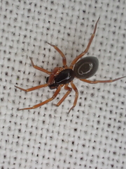Microlinyphia pusilla