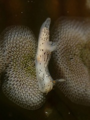 Polycera atra