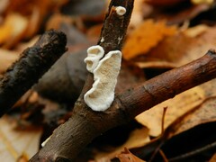 Byssomerulius corium