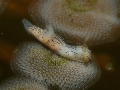 Polycera atra