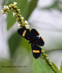 Melanis electron