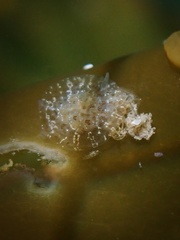 Corambe steinbergae