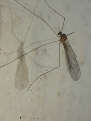 Trichocera annulata