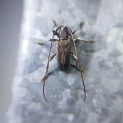 Lepturges curvilinea