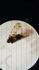 Cixiidae