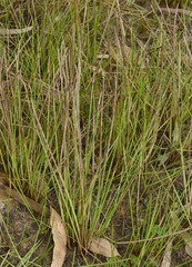 Eleocharis philippinensis