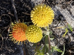 Leucospermum prostratum