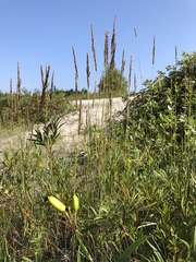 Calamagrostis inexpansa