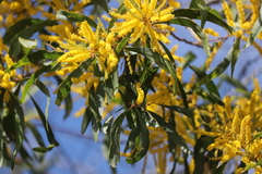 Acacia leptocarpa