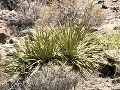 Nolina bigelovii